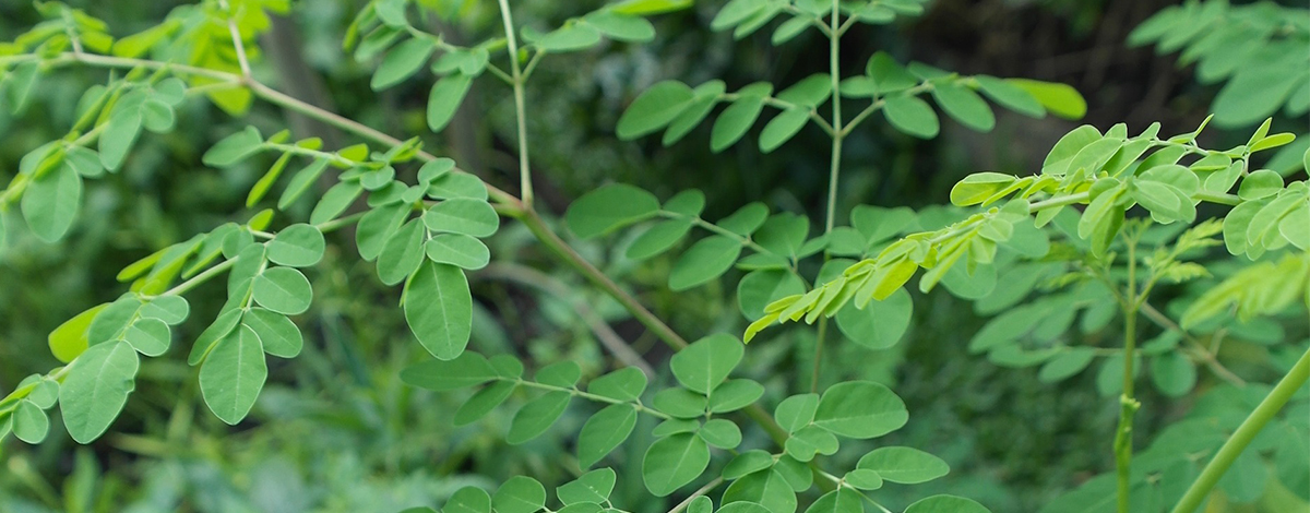 beurre de karité au moringa