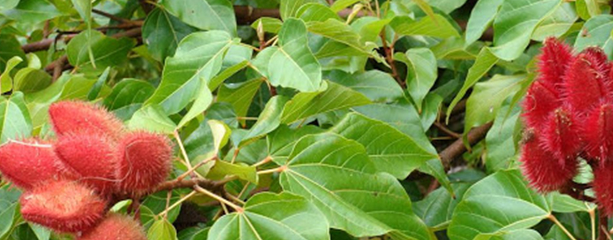 beurre de karité au moringa