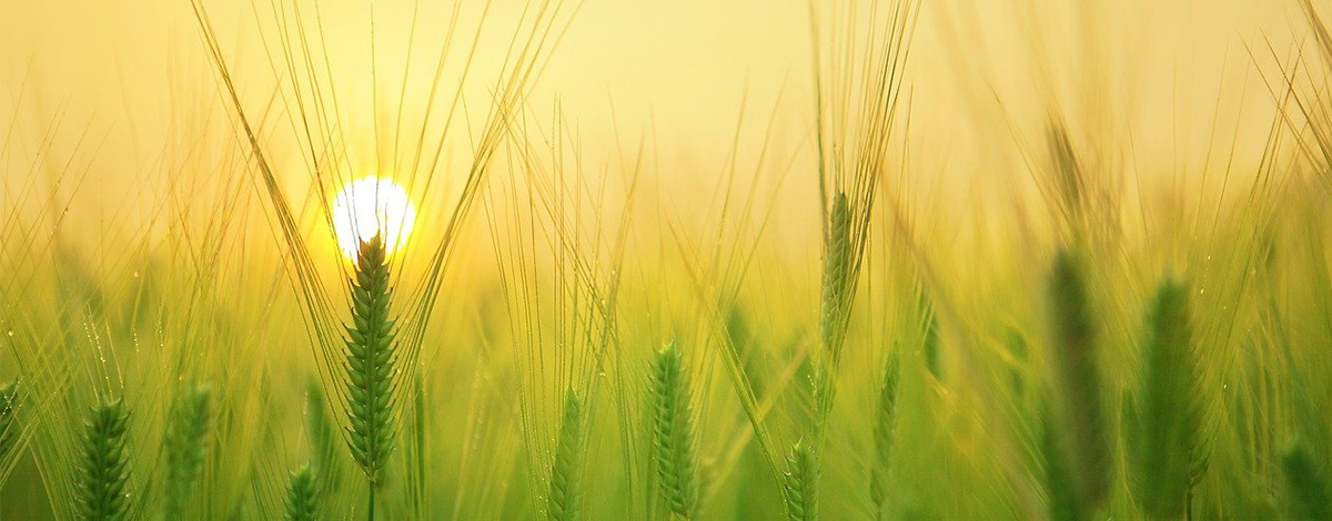 bienfaits sans gluten corps