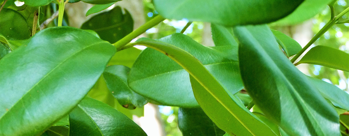 beurre de karité au moringa