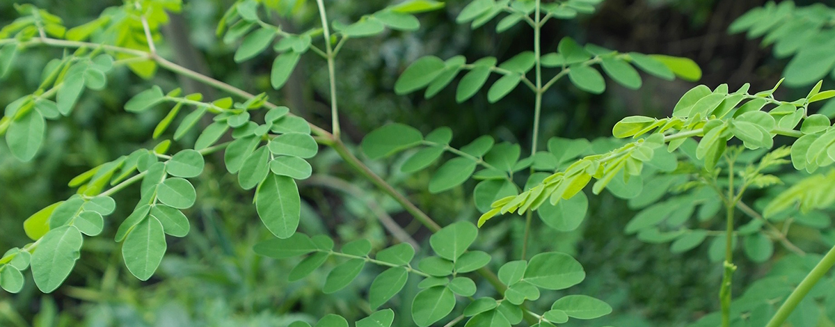 beurre de karité au moringa