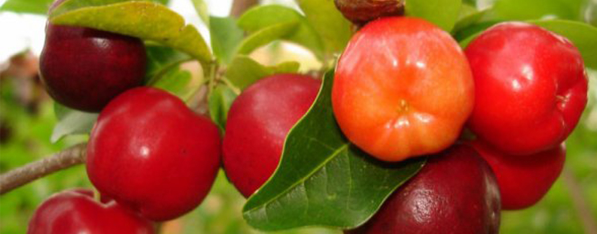 jus cerise peyi