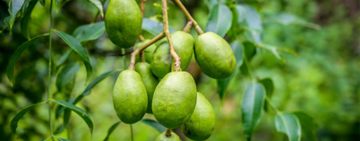 souskai prune cythere