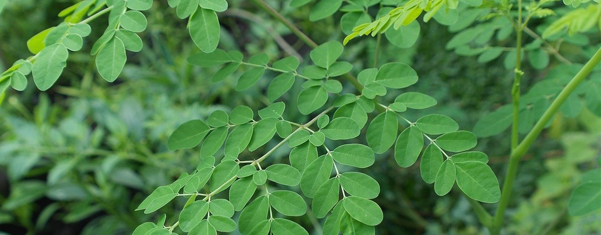 moringa ls trade